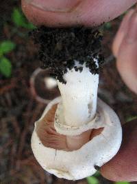 Agaricus xanthodermus image