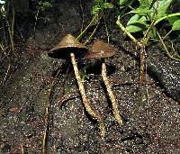 Psilocybe zapotecorum image