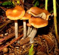 Psilocybe cyanescens image