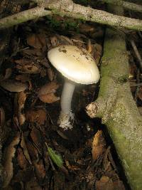 Amanita ocreata image