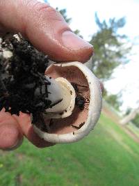 Agaricus xanthodermus image