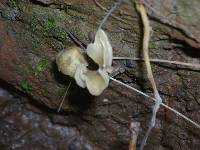 Psilocybe zapotecorum image