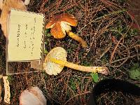 Amanita flavoconia var. inquinata image