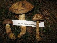 Leccinum rugosiceps image