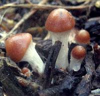 Psilocybe cyanescens image