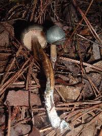 Psilocybe caerulescens image