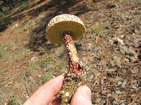 Boletellus russellii image