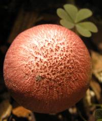 Gymnopilus luteofolius image