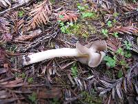 Helvella compressa image