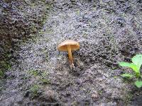 Psilocybe caerulescens image