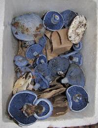 Lactarius indigo image