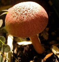 Gymnopilus luteofolius image