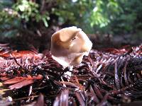 Helvella compressa image