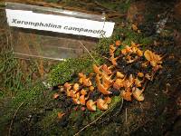 Xeromphalina campanella image