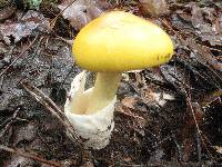 Amanita laurae image