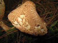 Lepiota clypeolaria image