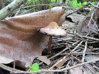 Psilocybe caerulescens image