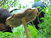 Psilocybe caerulescens image