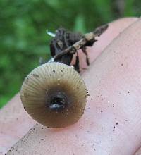 Psilocybe caerulescens image