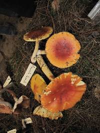 Amanita yema image