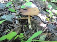 Psilocybe caerulescens image