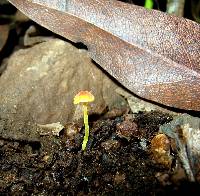 Mycena acicula image