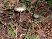 Psilocybe caerulescens image