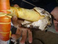 Amanita basii image