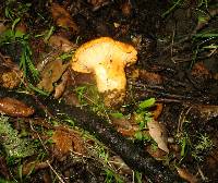 Cantharellus californicus image