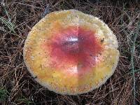 Amanita muscaria subsp. flavivolvata image