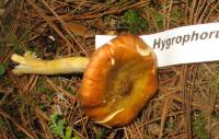 Hygrophorus hypothejus image