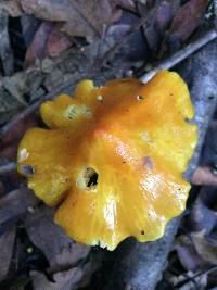 Hygrocybe singeri image