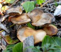 Psilocybe cyanescens image