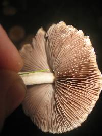 Psathyrella candolleana image