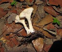 Clitocybe gibba image