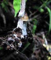 Panaeolus cyanescens image