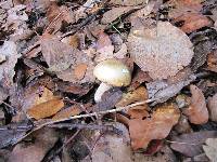 Boletus variipes image