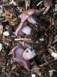 Lepista nuda image