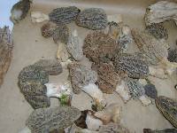 Morchella rufobrunnea image