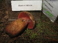 Boletus pulcherrimus image