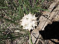 Calvatia sculpta image