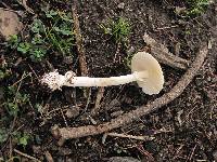 Image of Amanita xylinivolva