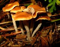 Psilocybe cyanescens image