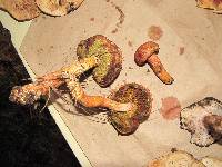 Boletus projectellus image