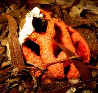 Clathrus ruber image