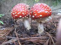 Amanita muscaria subsp. flavivolvata image