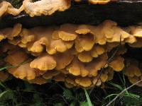 Phyllotopsis nidulans image