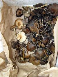 Psilocybe caerulescens image