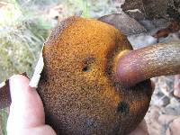 Boletus subvelutipes image