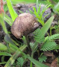 Panaeolus cyanescens image